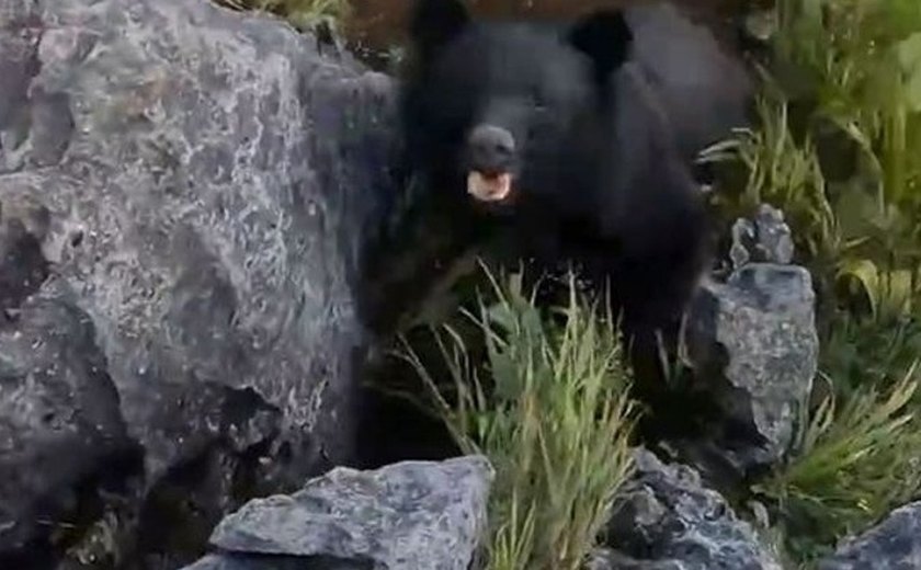 Lutador de caratê é atacado por urso durante trilha e espanta animal com golpe, no Japão
