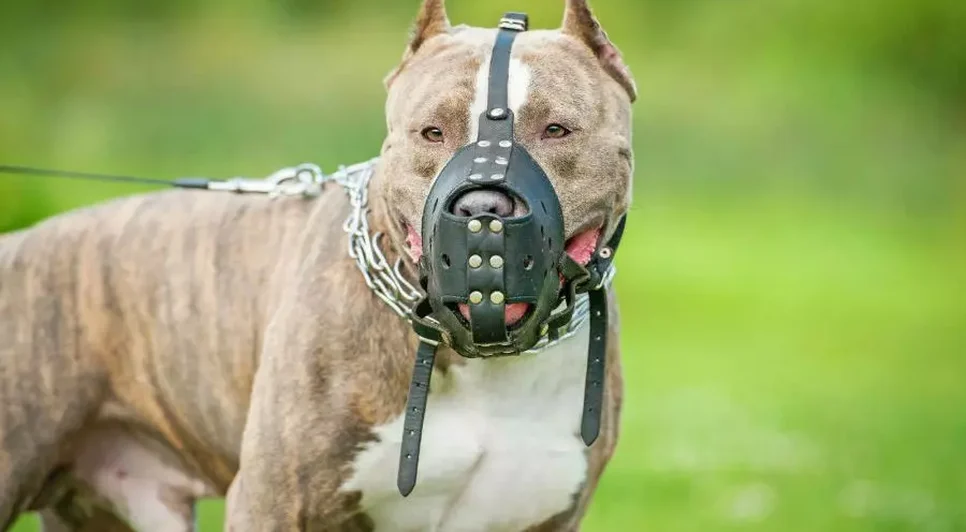 Pitbull de focinheira. Fonte: Internet