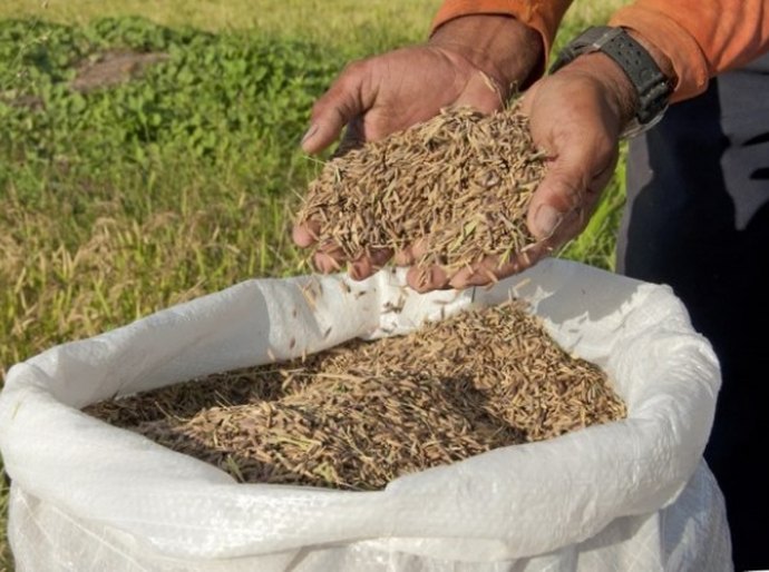 Codevasf e Embrapa destacam importância da Emater na produção de arroz
