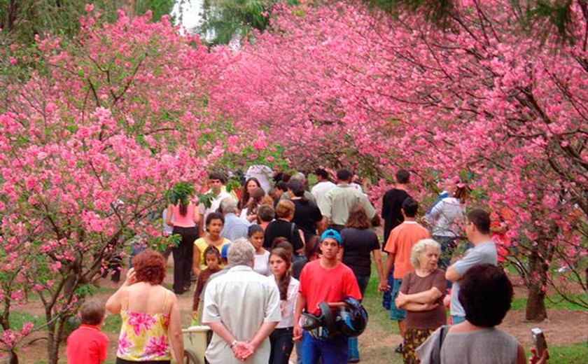 Nova lei inclui festival das cerejeiras de cidade paulista no calendário turístico nacional