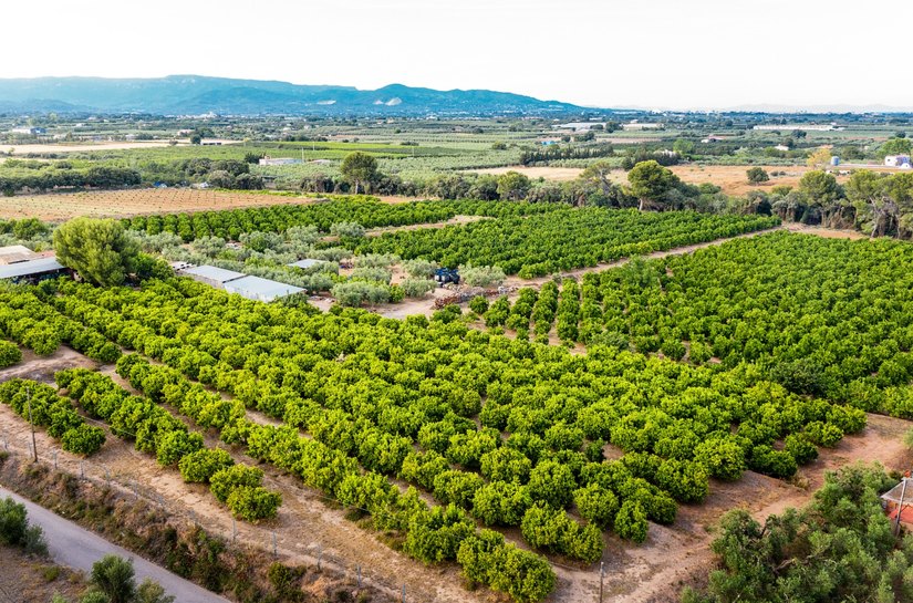 Exportação recorde: rastreabilidade vira passaporte para frutas brasileiras conquistarem espaço no mercado internacional