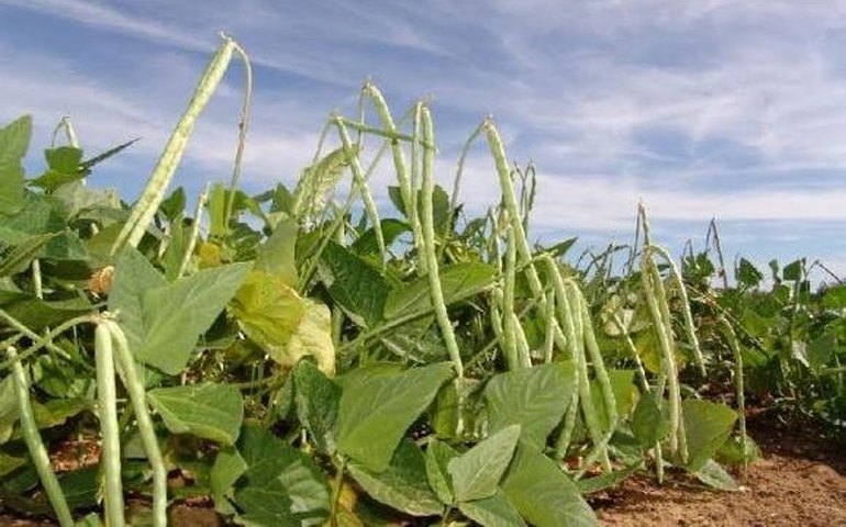 Governo lança Programa Barriga Cheia, que beneficiará 600 famílias