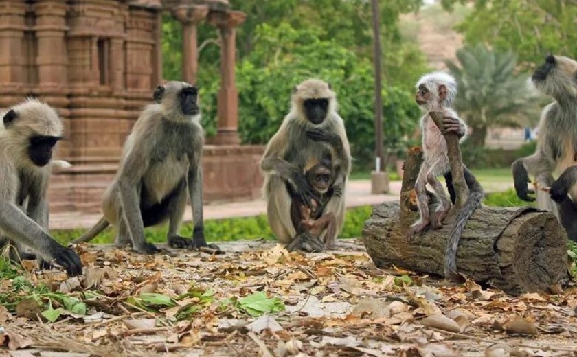 Índia usará 'homens macaco' para espantar primatas de sede de cúpula do G20