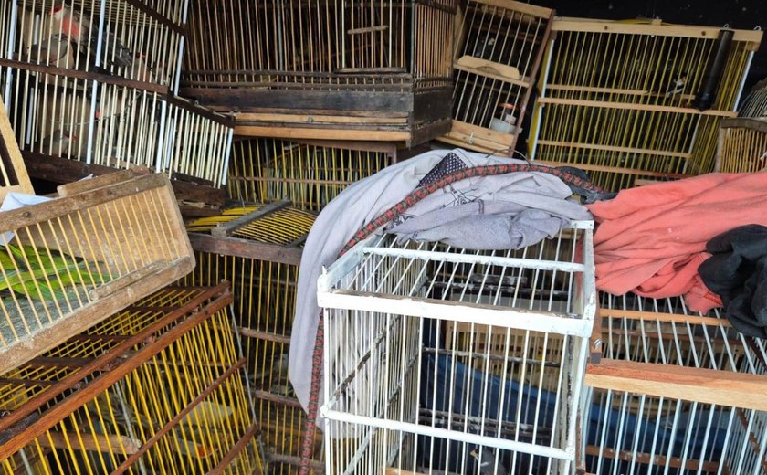 Polícia apreende 679 animais silvestres em operação contra crimes ambientais em Arapiraca