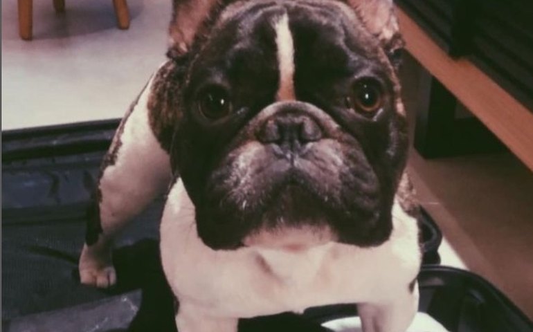 Dilsilnho lamenta morte de seu cão Diego: 'Me tirou da solidão'