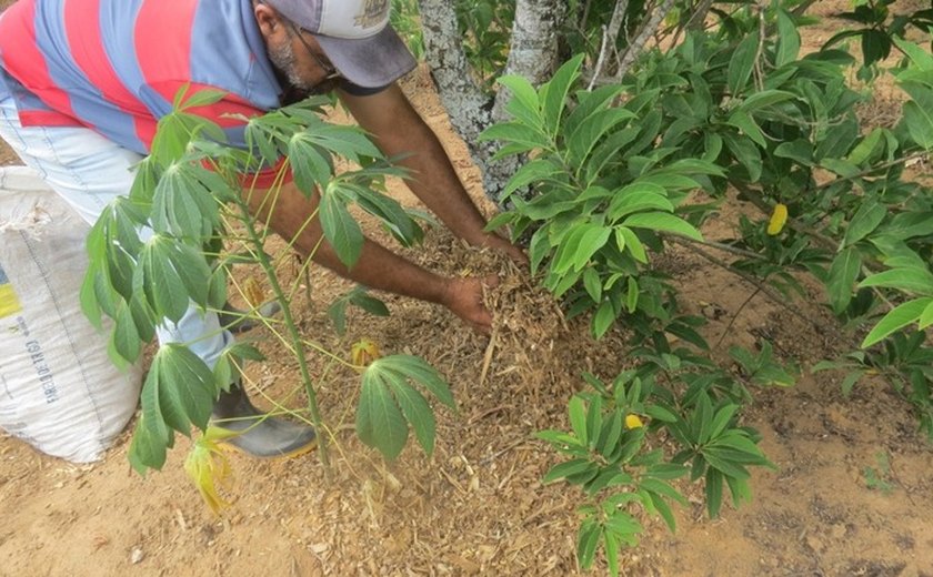 Através do plantio planejado, agricultor familiar aumenta renda anual para R$ 11 mil
