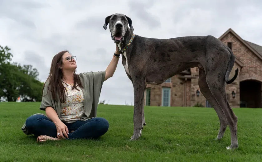 Cachorro mais alto do mundo é reconhecido pelo 'Guinness'; veja altura e imagens