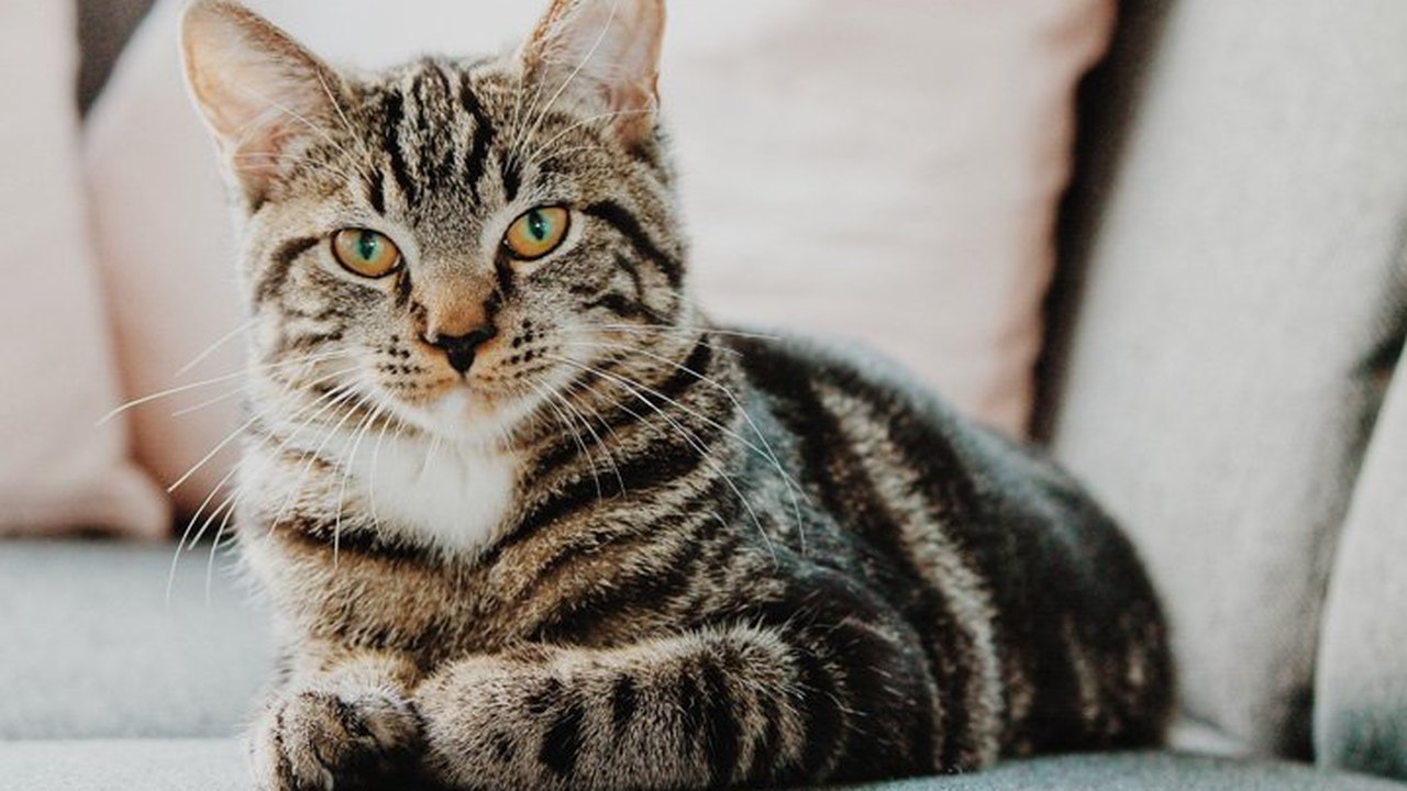 Gato 'revive' após quatro dias cremado, surpreendendo os donos 