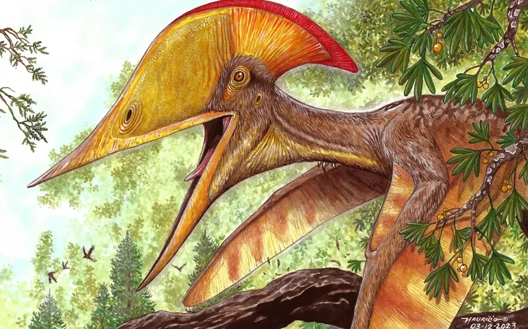 Pesquisadores brasileiros e chineses anunciam espécie de pterossauro