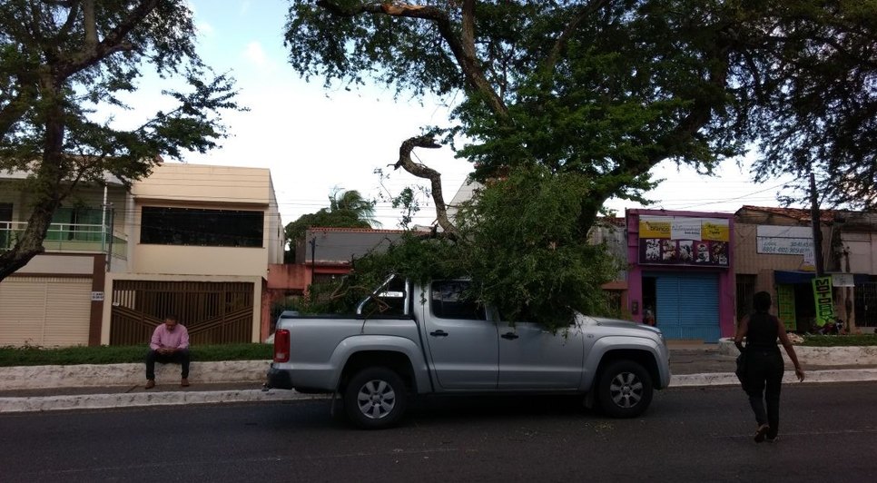 arvore cai em carro