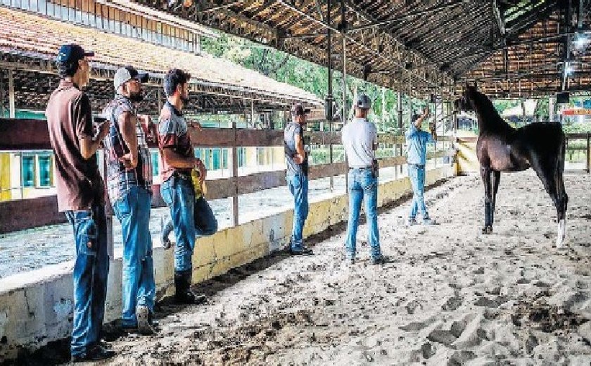 Exposição da raça árabe é realizada no Parque da Água Branca (SP) após 23  anos