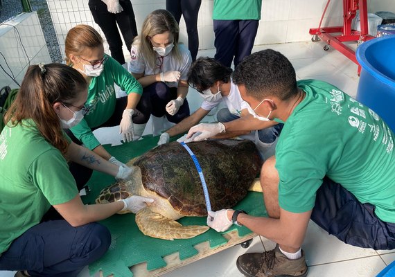 Parceria entre IMA e Biota resulta na soltura de tartaruga marinha em Guaxuma