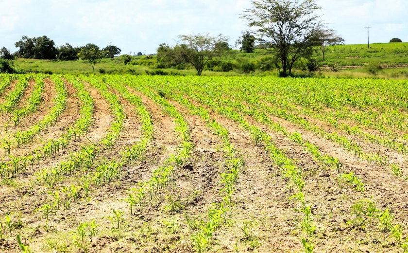 Safra agrícola somou R$ 783,2 bi em valor de produção em 2024; queda é de 3,9% ante 2023