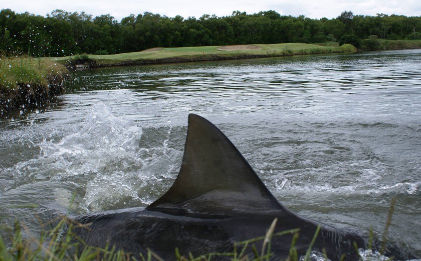 Após enchente, campo de golfe na Austrália vira lar por 17 anos de tubarões-touro, um dos mais perigosos para seres humanos