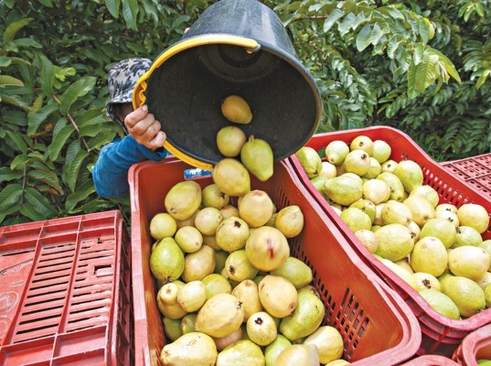 Empresa de fruticultura irrigada será instalada em Alagoas