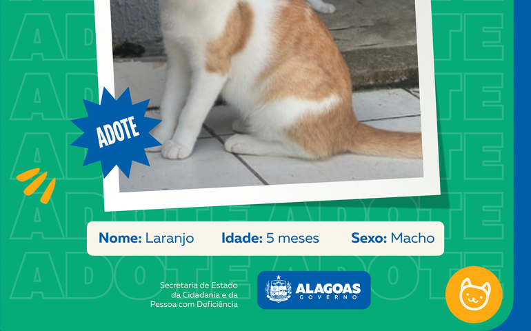 Programa Adote Um Animal inicia divulgação dos cães e gatos aptos para adoção