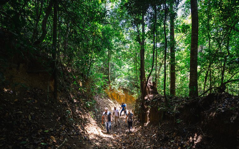 Trilha pela Mata Atlântica em Fernão Velho é reativada após ações de limpeza e iluminação