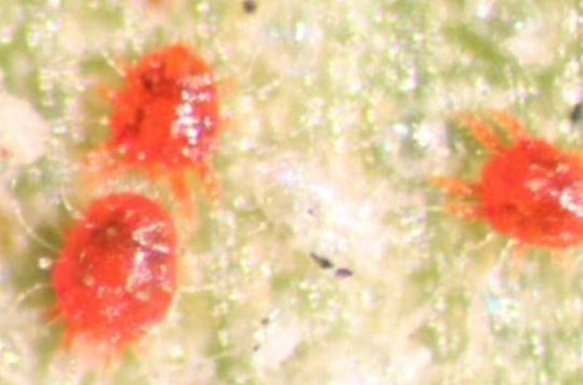 Adeal detecta focos do ácaro vermelho das palmeiras em Maceió