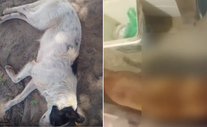 Suspeito gravava os atos de zoofilia praticados contra cadelas em Murici