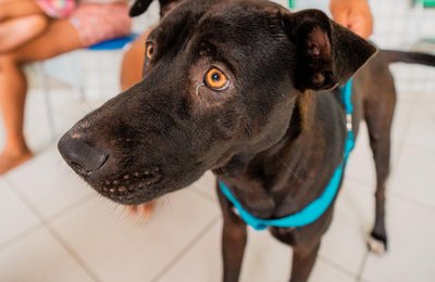 Secdef promove Feira de Adoção de Animais na Ponta Verde, neste domingo