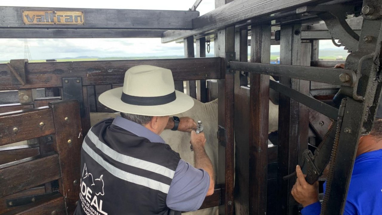 Adeal realiza vacinação assistida contra a febre aftosa no município de Rio Largo