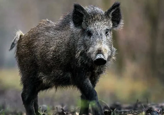 Javalis selvagens atacam plantações na Argentina e geram prejuízos milionários