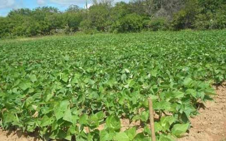 Agricultores com perdas devem fazer vistoria do Garantia-Safra