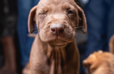 Animais recolhidos no Mercado da Produção ainda podem ser adotados