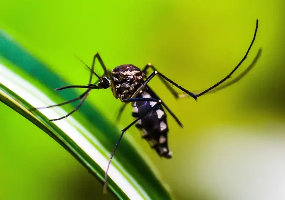 Cientistas desenvolvem armadilha para combater o mosquito da dengue