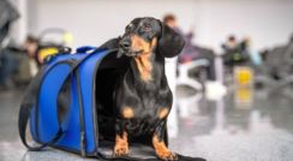 pet aereo