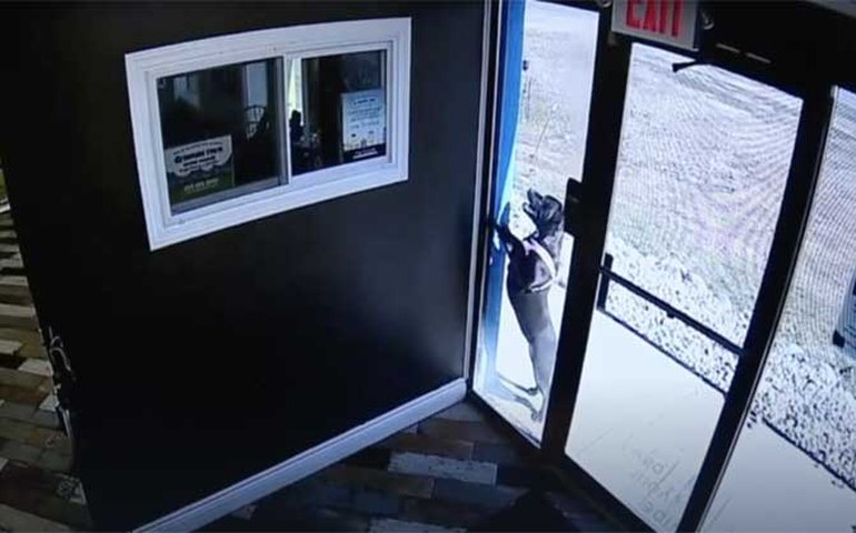 Após acidente de carro, cadela busca ajuda na creche que frequenta em Detroit, nos EUA