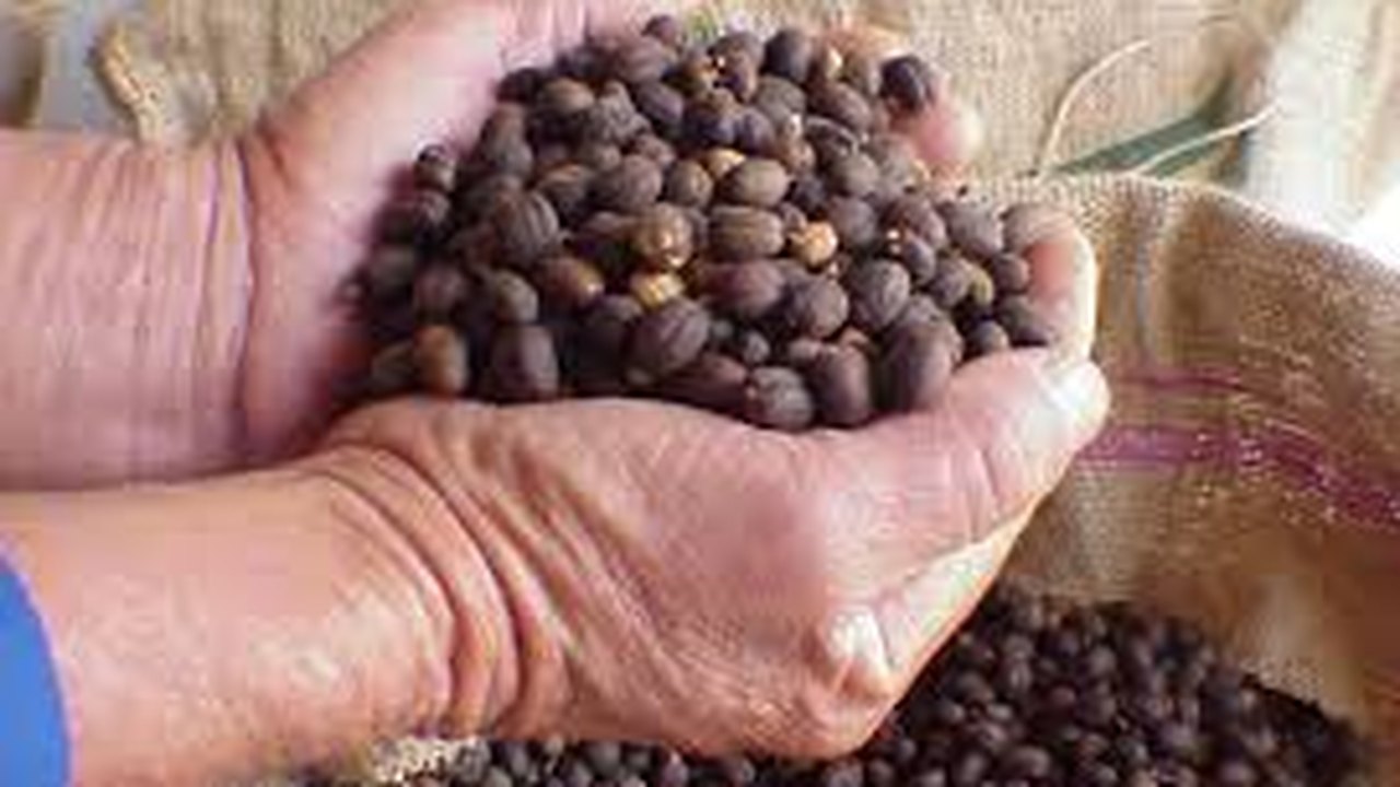Produtora de café de Minas vence concurso de grãos naturais da BSCA