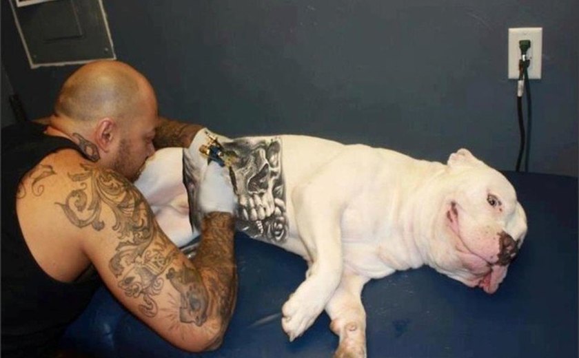 Tatuagens e piercings em cães e gatos agora são crime ambiental no Brasil