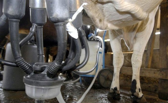 Produção de leite subiu em Alagoas, segundo dados do IBGE