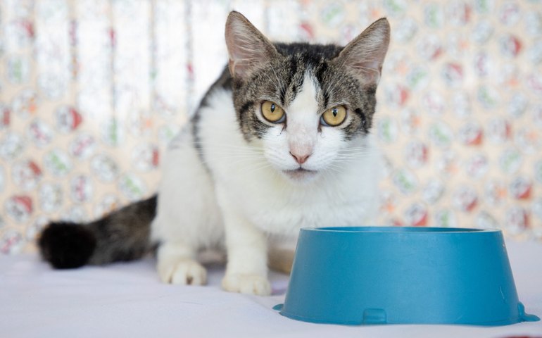 Gatos recolhidos no Mercado da Produção estão prontos para adoção