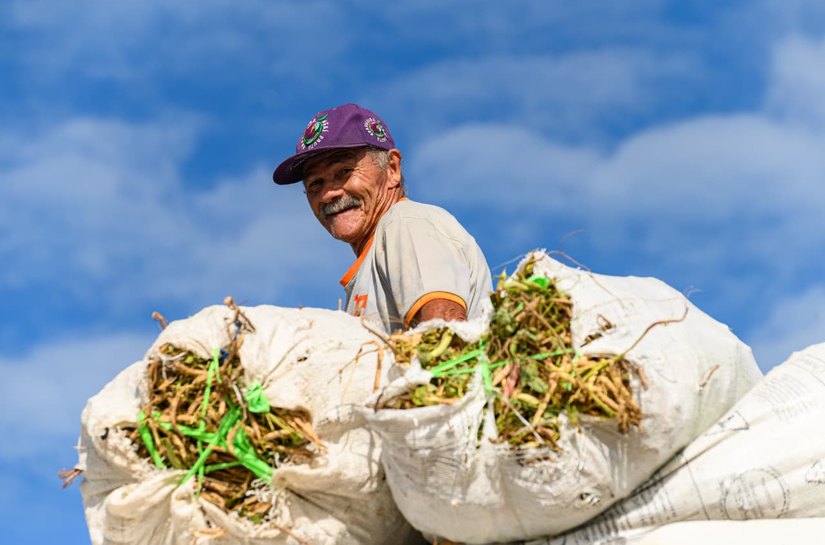 Projeto Maná encerra colheita com mais de 410 toneladas de alimentos e beneficia 1,3 mil famílias em Coruripe
