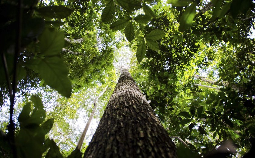 Bioma amazônico tem de 30 mil a 40 mil espécies só de plantas