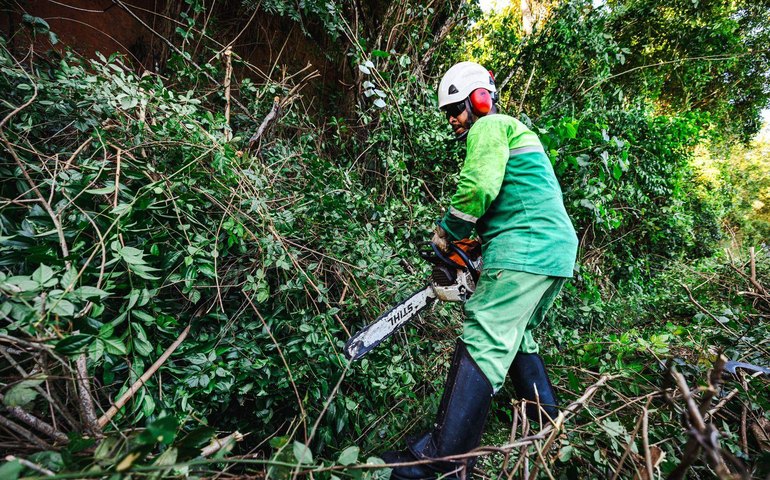 Prefeitura registra aumento de 50% em ações de poda e supressão de árvores no período chuvoso