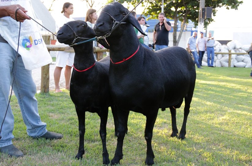 Expogenética em Alagoas tem programação até domingo
