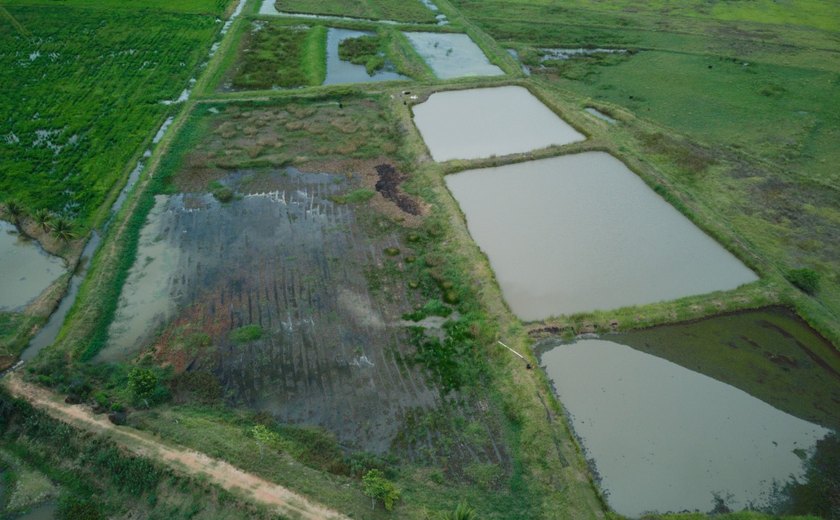 Rizicultores estão preocupados com a possibilidade de perda da safra