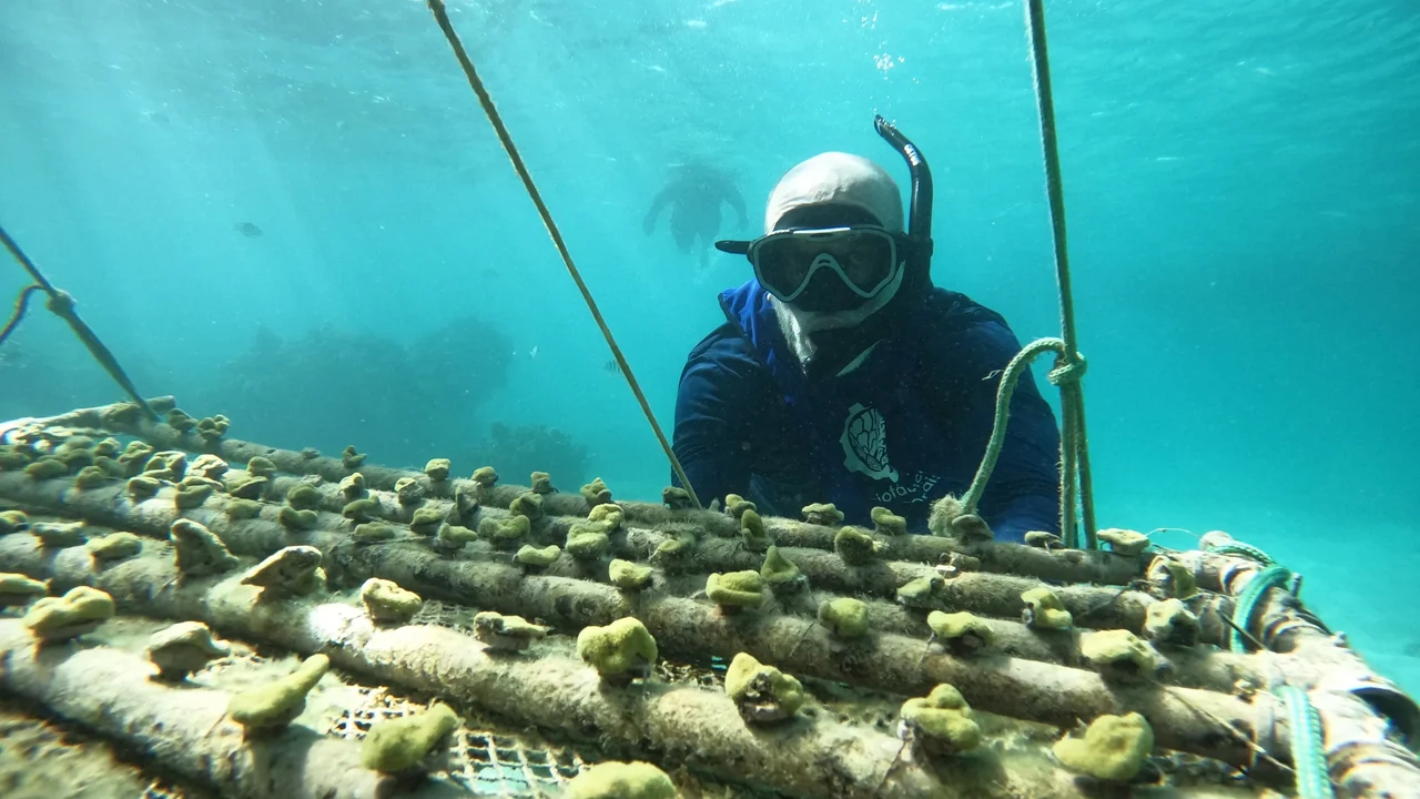 Parceria entre ABIH Alagoas, Maceió Convention e Biofábrica de Corais fortalece turismo regenerativo e apoia meta de restaurar 15 mil corais