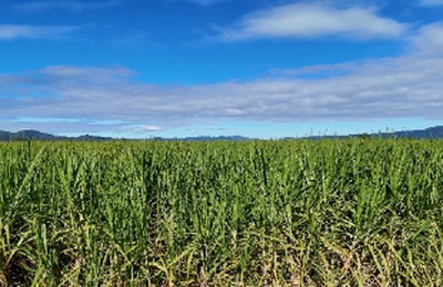 Expectativa de crescimento da safra de cana 2026/2027 reforça valor do manejo da soqueira