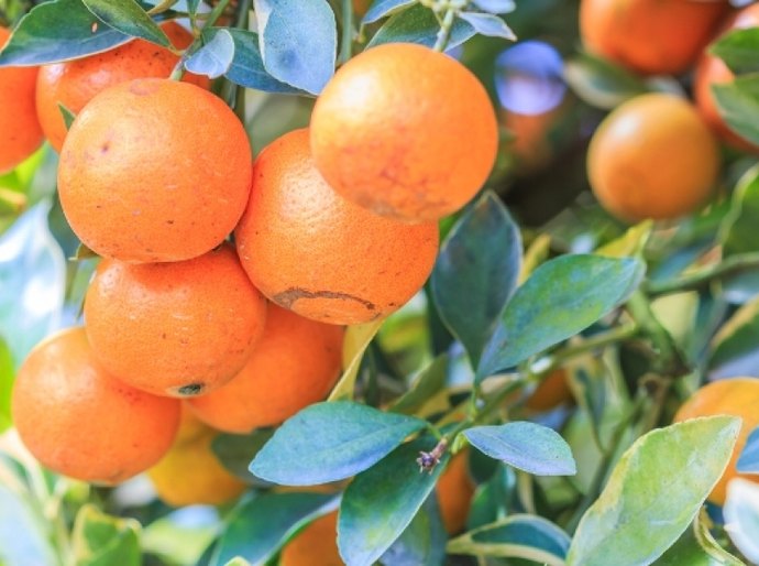 Seminário discute sustentabilidade da fruticultura em Alagoas