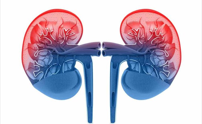 As doenças renais crônicas afetam tanto a estrutura quanto a função dos rins