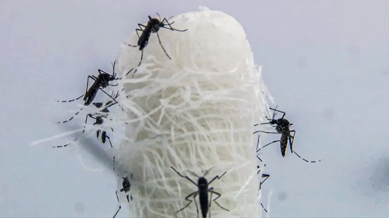 Casos de dengue caem 75% no Brasil, informa Ministério da Saúde