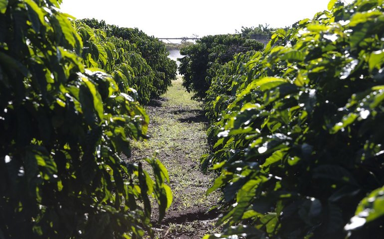 Frio intenso atinge plantações de café e preço do fruto dispara no mercado interno