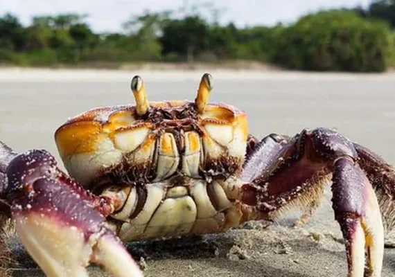 IMA alerta população sobre o período do defeso do caranguejo-uçá em Alagoas