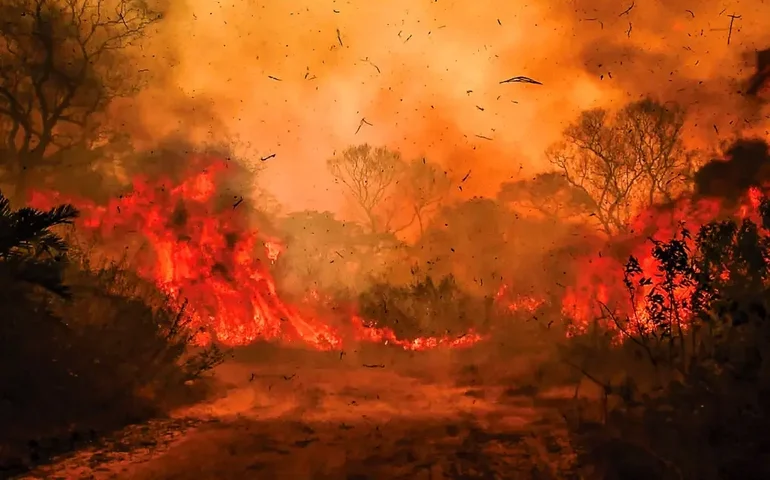 Incêndio ameaça paraíso das onças-pintadas; fogo já queimou 260 mil hectares