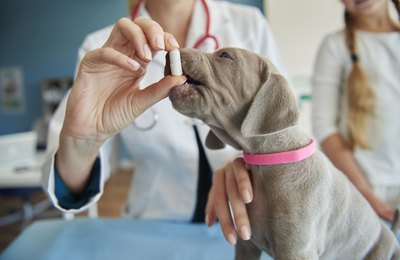 Zoonoses: o que é mito e o que é verdade sobre transmissão, riscos e prevenção