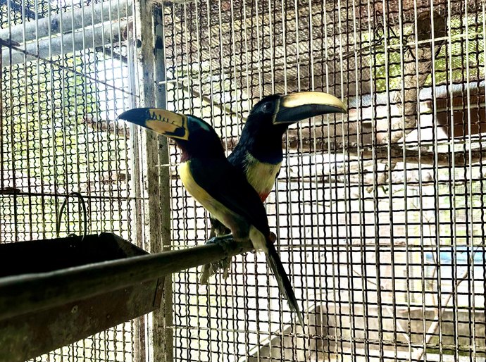 Cetas destina aves silvestres inaptas à soltura para empreendimento no RJ
